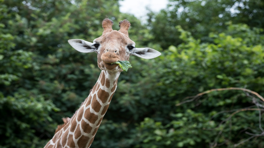 ZSL Whipsnade Zoo - 25% Carers discount