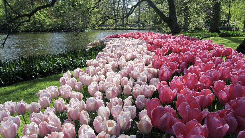 DutchGrown flower bulbs - 15% Carers discount
