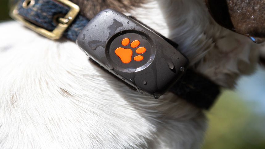 GPS Dog Trackers & Activity Monitors - 10% Carers discount