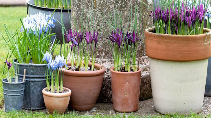Online Garden Centre & Outdoor Living - Up to 40% Off