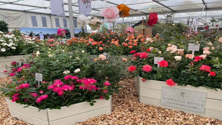 Harkness Roses - 15% Carers discount
