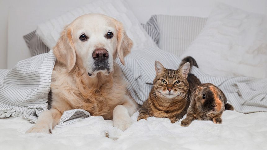 Pet Insurance - 10% Carers discount on annual policies